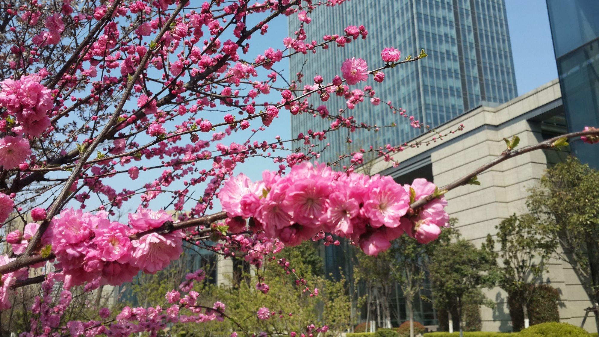 Sheraton Qingdao 5* Jiaozhou